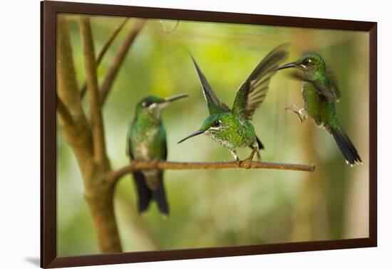 Hummingbirds, Costa Rica-null-Framed Photographic Print