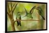 Hummingbirds, Costa Rica-null-Framed Photographic Print