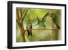 Hummingbirds, Costa Rica-null-Framed Photographic Print