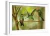 Hummingbirds, Costa Rica-null-Framed Photographic Print