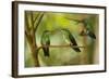 Hummingbirds, Costa Rica-null-Framed Photographic Print