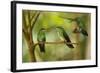 Hummingbirds, Costa Rica-null-Framed Photographic Print