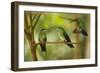 Hummingbirds, Costa Rica-null-Framed Photographic Print