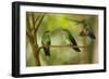 Hummingbirds, Costa Rica-null-Framed Photographic Print