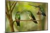 Hummingbirds, Costa Rica-null-Mounted Photographic Print