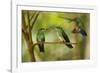 Hummingbirds, Costa Rica-null-Framed Photographic Print