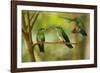 Hummingbirds, Costa Rica-null-Framed Photographic Print