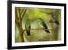 Hummingbirds, Costa Rica-null-Framed Photographic Print