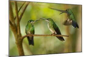 Hummingbirds, Costa Rica-null-Mounted Photographic Print