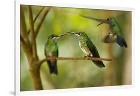 Hummingbirds, Costa Rica-null-Framed Photographic Print