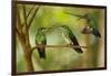 Hummingbirds, Costa Rica-null-Framed Photographic Print