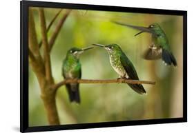 Hummingbirds, Costa Rica-null-Framed Photographic Print