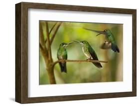 Hummingbirds, Costa Rica-null-Framed Photographic Print