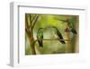 Hummingbirds, Costa Rica-null-Framed Photographic Print