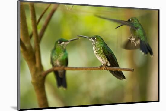 Hummingbirds, Costa Rica-null-Mounted Photographic Print