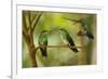 Hummingbirds, Costa Rica-null-Framed Photographic Print