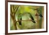 Hummingbirds, Costa Rica-null-Framed Photographic Print