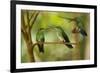 Hummingbirds, Costa Rica-null-Framed Photographic Print