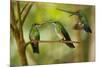 Hummingbirds, Costa Rica-null-Mounted Photographic Print