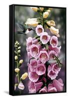 Hummingbirds - Foxgloves-William Vanderdasson-Framed Stretched Canvas