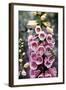 Hummingbirds - Foxgloves-William Vanderdasson-Framed Giclee Print