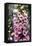 Hummingbirds - Foxgloves-William Vanderdasson-Framed Stretched Canvas