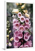 Hummingbirds - Foxgloves-William Vanderdasson-Framed Giclee Print