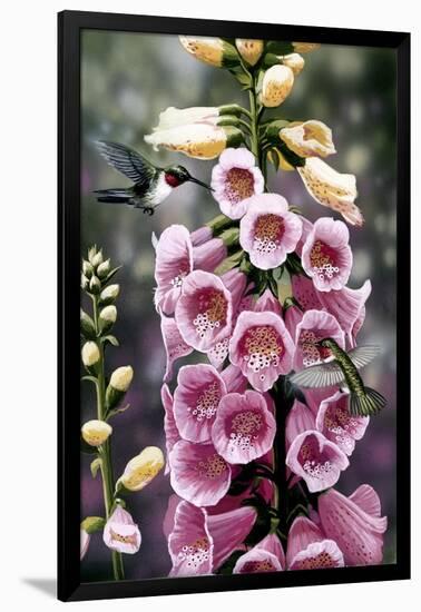 Hummingbirds - Foxgloves-William Vanderdasson-Framed Giclee Print