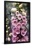 Hummingbirds - Foxgloves-William Vanderdasson-Framed Giclee Print