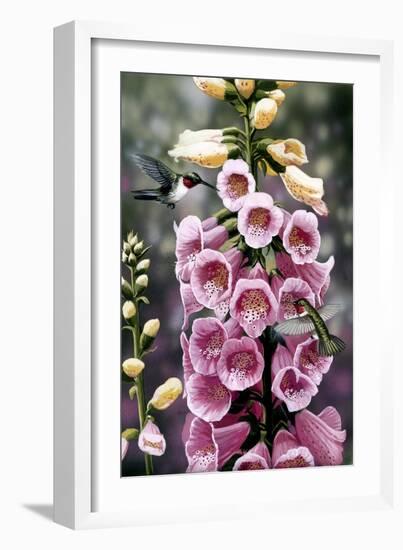 Hummingbirds - Foxgloves-William Vanderdasson-Framed Giclee Print