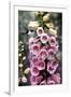 Hummingbirds - Foxgloves-William Vanderdasson-Framed Giclee Print