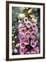 Hummingbirds - Foxgloves-William Vanderdasson-Framed Giclee Print