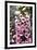 Hummingbirds - Foxgloves-William Vanderdasson-Framed Giclee Print