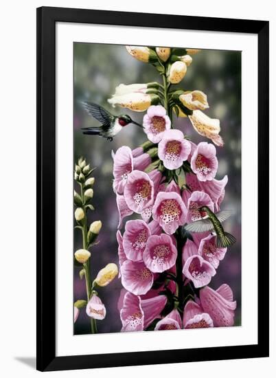 Hummingbirds - Foxgloves-William Vanderdasson-Framed Giclee Print