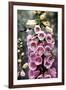 Hummingbirds - Foxgloves-William Vanderdasson-Framed Giclee Print