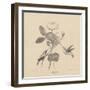 Hummingbirds, from 'Life on Stone', 1832-Mannevillette Elihu Dearing Brown-Framed Giclee Print