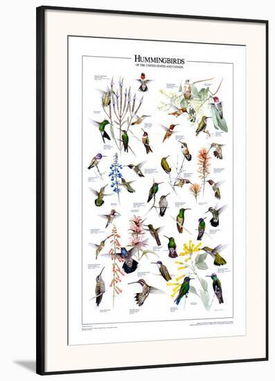 Hummingbirds of US & Canada-null-Framed Art Print