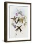 Hummingbirds, Sporadinus Elegans, Family of Humming-Birds-John Gould-Framed Giclee Print