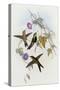 Hummingbirds, Sporadinus Elegans, Family of Humming-Birds-John Gould-Stretched Canvas