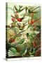 Hummingbirds-Ernst Haeckel-Stretched Canvas