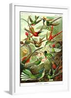 Hummingbirds-Ernst Haeckel-Framed Art Print