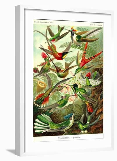 Hummingbirds-Ernst Haeckel-Framed Art Print