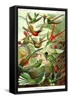 Hummingbirds-Ernst Haeckel-Framed Stretched Canvas