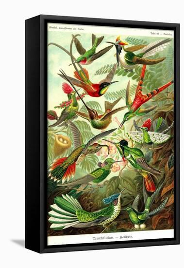 Hummingbirds-Ernst Haeckel-Framed Stretched Canvas