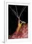 Hump-back Cleaner Shrimp (Lysmata amboinensis) adult, Candidasa-Colin Marshall-Framed Photographic Print