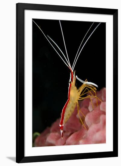 Hump-back Cleaner Shrimp (Lysmata amboinensis) adult, Candidasa-Colin Marshall-Framed Photographic Print