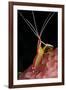 Hump-back Cleaner Shrimp (Lysmata amboinensis) adult, Candidasa-Colin Marshall-Framed Photographic Print