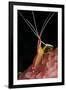 Hump-back Cleaner Shrimp (Lysmata amboinensis) adult, Candidasa-Colin Marshall-Framed Photographic Print