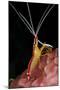 Hump-back Cleaner Shrimp (Lysmata amboinensis) adult, Candidasa-Colin Marshall-Mounted Photographic Print