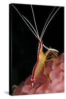 Hump-back Cleaner Shrimp (Lysmata amboinensis) adult, Candidasa-Colin Marshall-Stretched Canvas